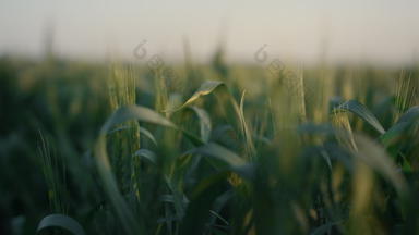 绿色小麦小穗日益增长的场特写镜头生<strong>麦片</strong>收获日落